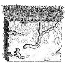underground-worms