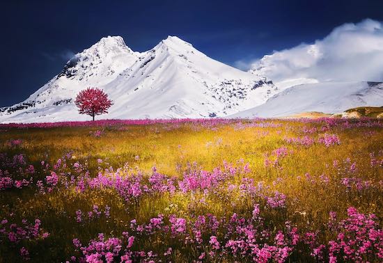 field flowers mountains snow