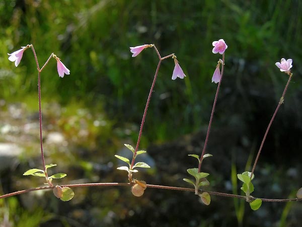 Linea Blomma flower