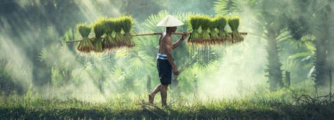 sowing tears sheaves